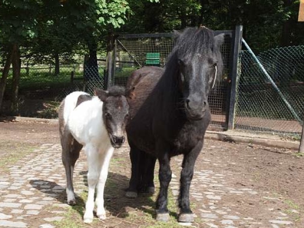 Des poneys Des poneys