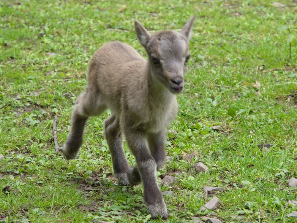 Un petit chevreau Un petit chevreau