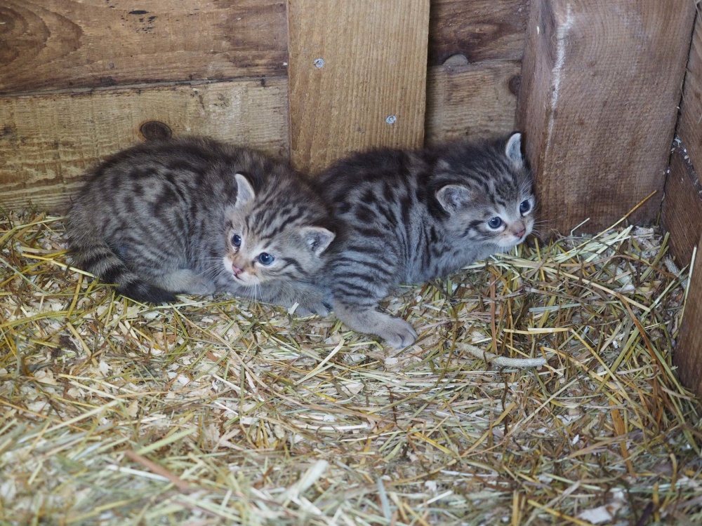 Deux chats sauvages Deux chats sauvages