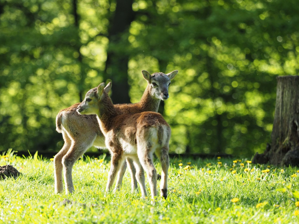 Des petits mouflons Des petits mouflons