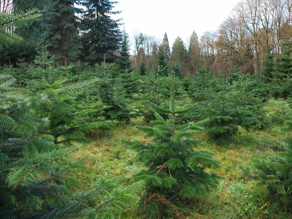 Die Tannenbäume im Stadtwald werden vor Weihnachten geerntet und als Weihnachtsbäume verkauft. Die Tannenbäume im Stadtwald werden vor Weihnachten geerntet und als Weihnachtsbäume verkauft.