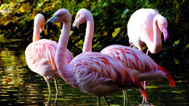 Flamingos Image