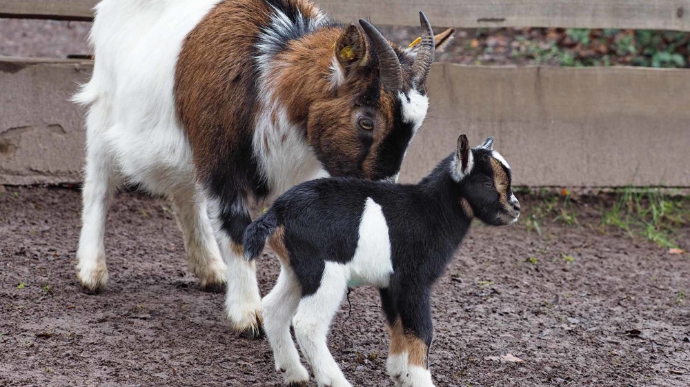 Ziegenböckchen mit seiner Mama im Wildpark (Foto: Ralf Blechschmidt) Ziegenböckchen mit seiner Mama im Wildpark (Foto: Ralf Blechschmidt)