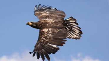 Seeadler Image