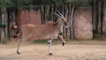 Elenantilope Image