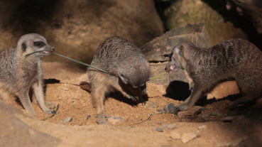 Erdmännchen Image