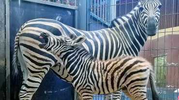 Neugeborenes Zebra mit Muttertier Image