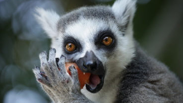 Katta im Zoo Saarbrücken Image