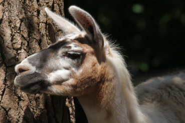 Lama Ronja Image