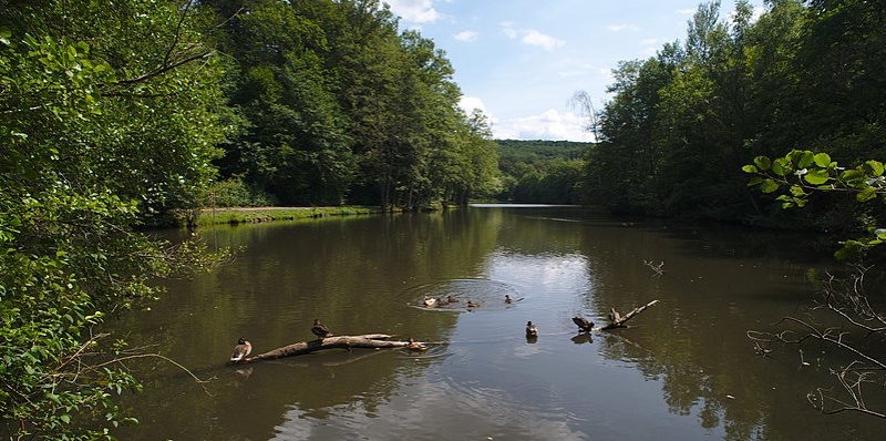 Netzbachweiher Aufnahme des Netzbachweiher