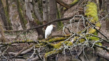 Silberreiher in dem als Urwald geplanten Teil des Stadtwaldes Image