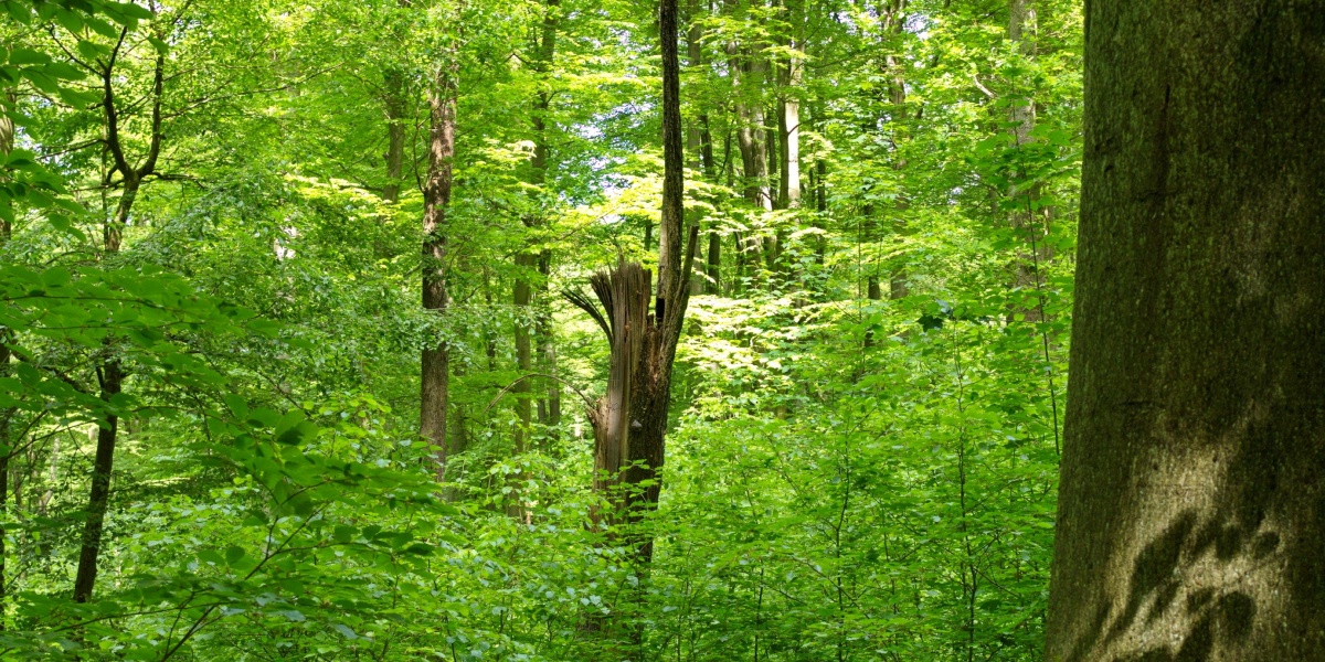 Waldbestand Waldbestand in dem als Urwald geplanten Teil des Stadtwaldes