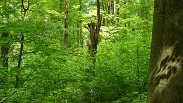 Waldbestand in dem als Urwald geplanten Teil des Stadtwaldes Image