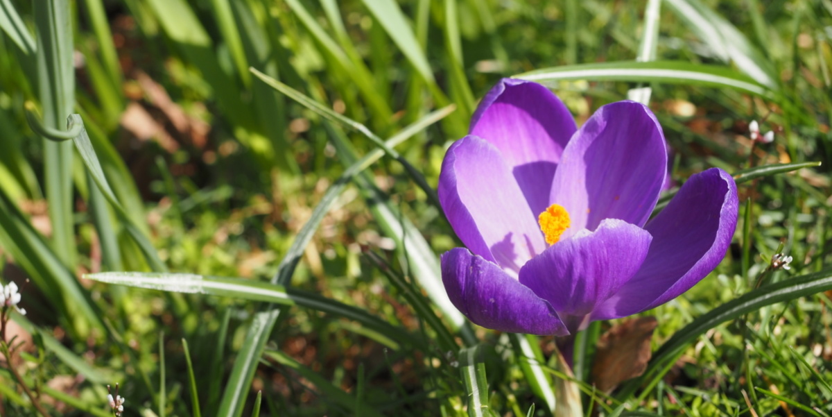 Blühender Krokus im Park am Staatstheater Zu sehen ist zwischen vielem Grün ein leuchtet lila Krokus, dessen Blütenstempel in intensivem Orange heraussticht.