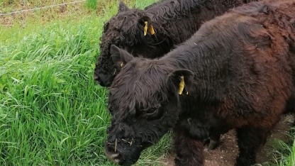 Die Gallowayrinder bei ihrer Ankunft auf den St. Arnualer Wiesen am 15. Mai 2021 Die Gallowayrinder bei ihrer Ankunft auf den St. Arnualer Wiesen am 15. Mai 2021