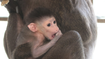 Nachwuchs bei den Drills im Saarbrücker Zoo Image