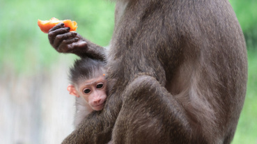 Nachwuchs bei den Drills im Saarbrücker Zoo Image