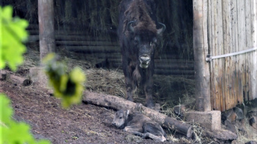 Wisentkuh mit Kälbchen im Wildpark Image