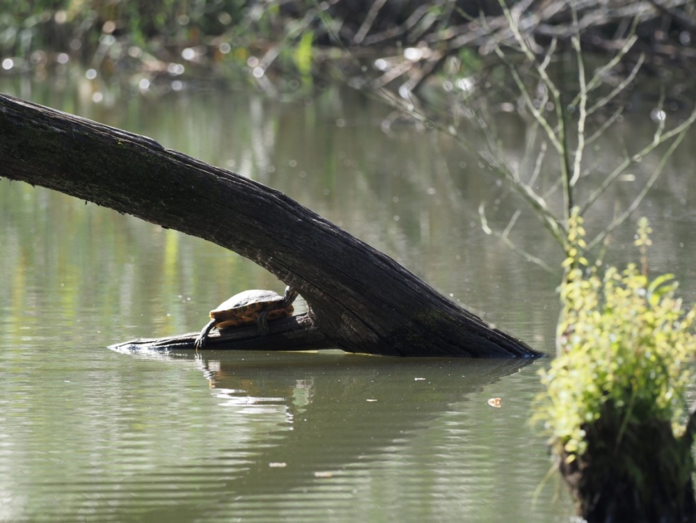 Die vor Jahren ausgesetzte Schmuckschildkröte genießt die letzten warmen Sonnenstrahlen Die vor Jahren ausgesetzte Schmuckschildkröte genießt die letzten warmen Sonnenstrahlen