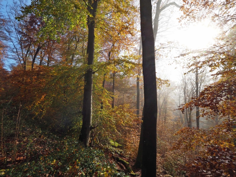 Stadtwald bei Ensheim im Herbst 2021 Stadtwald bei Ensheim im Herbst 2021