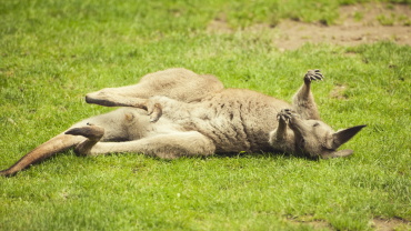 Bennettkänguru, Zookalender 2022, Foto: Rebecca Forster Image