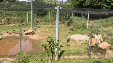 Neues Kranich-Gehege im Saarbrücker Zoo (Quelle: Landeshauptstadt Saarbrücken) Image