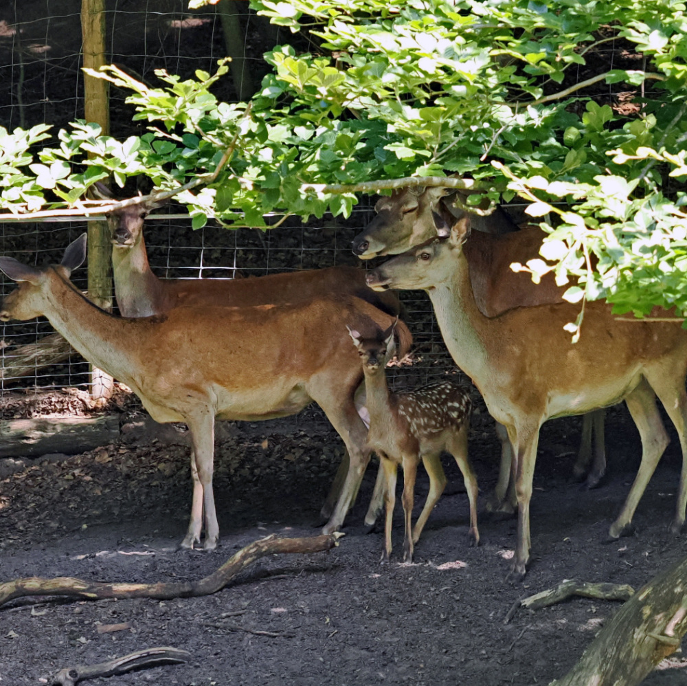 Rotwildkalb im Rudel - Tiernachwuchs im Wildpark Rotwildkalb im Rudel - Tiernachwuchs im Wildpark