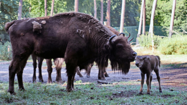 Wisentkalb mit Mutter Image