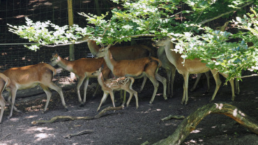 Rotwildkalb im Rudel Image