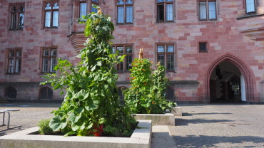 Stadtgärtchen am Rathaus St. Johann (Quelle: LHS) Image