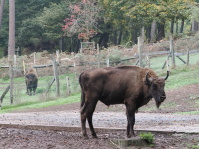 Wisent wurde betäubt - Wildpark Saarbrücken gibt zwei Wisente an das Wisentgehege in Springe, Niedersachsen ab Wisent wurde betäubt - Wildpark Saarbrücken gibt zwei Wisente an das Wisentgehege in Springe, Niedersachsen ab