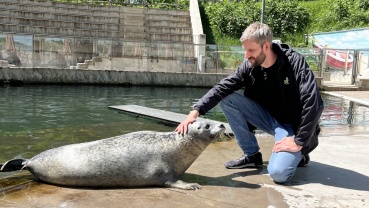 Zoodirektor Jakob Kolleck bei den Seehunden Image