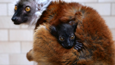 Nachwuchs der Schwarzen Makis im Zoo (Quelle: Zoo Saarbrücken) Image