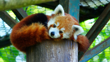 Roter Panda Image