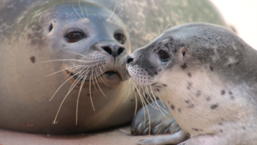 Seehundnachwuchs im Saarbrücker Zoo Image
