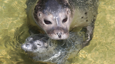 Seehundnachwuchs im Saarbrücker Zoo Image