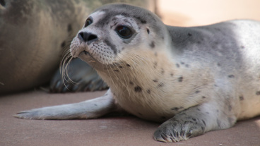 Seehundnachwuchs im Saarbrücker Zoo Image
