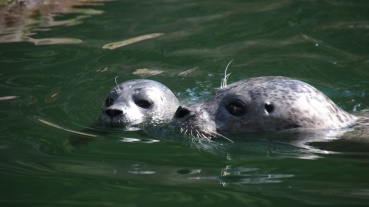 Nachwuchs im Saarbrücker Zoo von Seehund Louisa Image