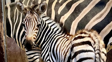 Zebra-Nachwuchs im Saarbrücker Zoo Image