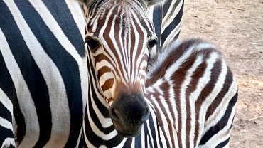 Zebra-Nachwuchs im Saarbrücker Zoo Image