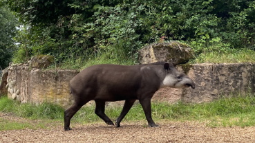 Neuer Tapir im Saarbrücker Zoo Image