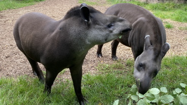 Die beiden Tapire Pelle und Sira im Saarbrücker Zoo Image