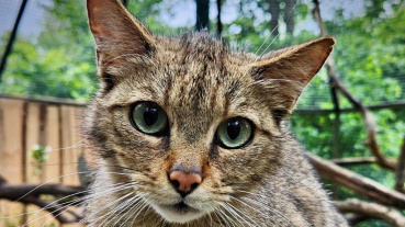 Wildkatze Sarah Image