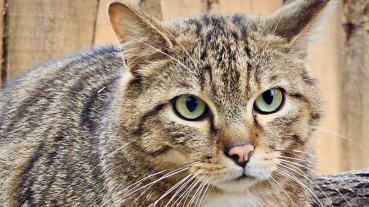 Wildkatze Steve Image