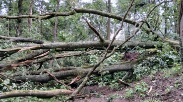 Baumsturz am Kaninchenberg nach Unwetter Image