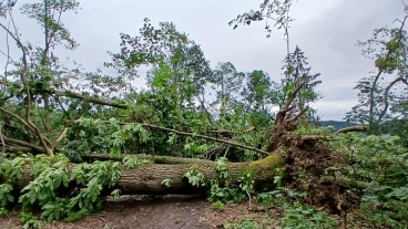Baumsturz am Kaninchenberg nach Unwetter Image