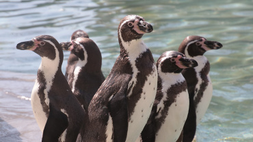 Pinguine, Zookalender 2025 Image
