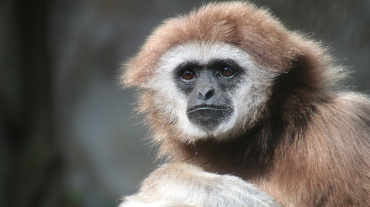 Weißhandgibbon, Zookalender 2025 Image