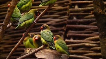 Rußköpfchen Image