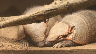 Gürteltiere Image